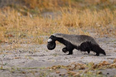 Yavru sıçan, Mellivora capensis, yuva çukurunda, doğada nadir yavru köpek resmi. Botswana vahşi yaşamı. Ağızlığı genç olan bal porsuğu, Botswana 'daki Khwai. Afrika Hayvan Ailesi Davranışı. 