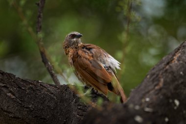 Hartlaub 'un gevezesi, Turdoides hartlauthe, ormanda, Maun, Boutswana' da ağaç gövdesindeki genç gri kahverengi kuş. Afrika 'da vahşi yaşam. Yeşil çimenlikteki kırmızı gözlü kuş. Afrika.