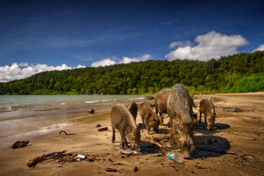 Borneo plajı yaban hayatı. Bornean sakallı domuzu, Sus barbatus, karanlık tropik ormandaki hayvan, Bako NP, Borneo, Malezya. Deniz kıyısında Sunda sakallı domuz. Malezya 'da vahşi yaşam. 