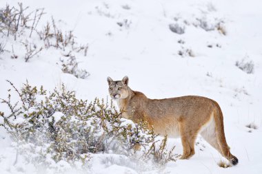 Karlı vahşi puma doğası kış ortamı, Torres del Paine, Şili. Büyük kedi Cougar, Puma concolor, kar dağı ışığı ve tehlikeli hayvan. Vahşi yaşam, puma leşi.. 