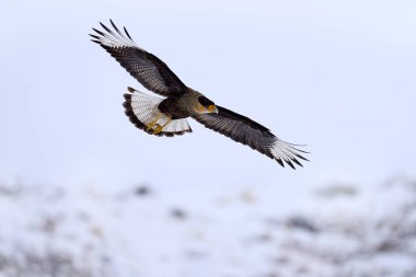 Patagonya kışı. Güney Caracara planküsü, sabah vakti. Taşa dikiş atan yırtıcı kuş. Doğadan vahşi yaşam sahnesi, Güney Amerika, Torres del Paine NP, Şili. Vahşi yaşam, kuş davranışları. Kar yağışıName. 