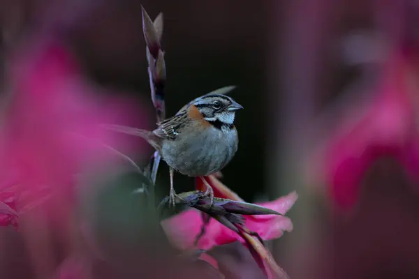 stock image Rufous-collared sparrow, Zonotrichia capensis, in the pink bloom flower in the nature habitat, Savegre, Costa Rica. Andean sparrow in the tropic forest, grey bird sitting on the branch.