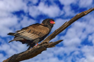 Bateleur Eagle, Terathopius ecaudatus, brown and black bird of prey in the nature habitat, sitting on the branch, Khwai in Botswana, Africa. Wildlife scene from nature. clipart