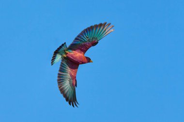 Geniş gagalı Roller, Eurystomus glaucurus, Afrika 'dan menekşe rengi nadir bir kuş. Mavi gökyüzü ile paten uçuşu, güneşli bir gün, Botswana 'da Okavango detla. Afrika 'da kuş gözlemciliği, doğa....