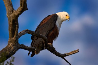 Afrika Balık Kartalı, Haliaeetus gürültücü, beyaz kafalı kahverengi kuş. Ağacın tepesinde oturan kartal, mavi gökyüzü. Afrika doğasından vahşi yaşam sahnesi, Okavango deltası, Botswana, Afrika. 