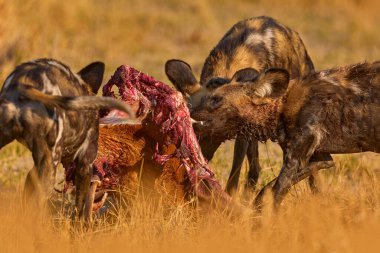 Vahşi köpek sürüleri doğada impala yakaladı, Botswana, Afrika 'da Khwai Nehri' nde. Doğal ortamdaki vahşi köpek, vahşi yaşam. Memeli yırtıcılar et leşini besler.. 