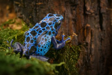 Dendrobates tinctorius F. azureus, bataklık bölgesinden Approuague River, Kaw, Regina Eyaleti, Frecnch Guiana. Tropikal doğa. Vahşi yaşam Zehirli amfibi o egzotik hayvan ormanda.