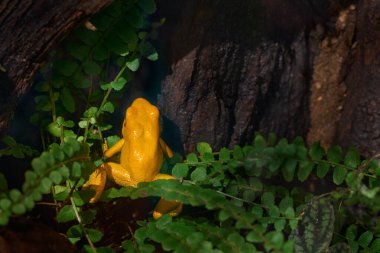 Phyllops terribilis f. Turuncu, Kutsanmış zehirli kurbağa, ovadaki yağmur ormanı Valle de Caica, Kolombiya.