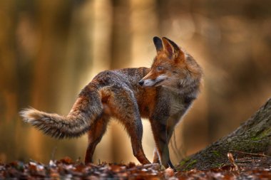 Sonbahar doğası. Tatlı Kızıl Tilki, sonbahar ormanında Vulpes vulpes. Yaşam alanında güzel bir hayvan. Vahşi doğadan, Almanya 'dan, Avrupa' dan vahşi yaşam sahneleri. Yaşam alanında sevimli bir hayvan. Turuncu sonbahar yaprakları.