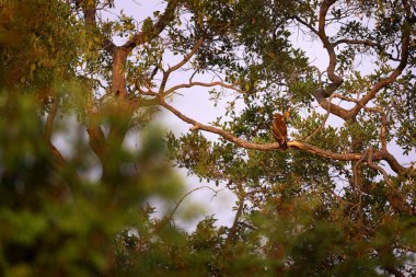 Kuş Wahlberg 'in kartalı Hieraaetus wahlbergi' yi bul. Doğanın kahverengi ve siyah yırtıcı kuşu. Güney Afrika, Kruger NP dalında oturuyor. Doğadan vahşi yaşam sahnesi.