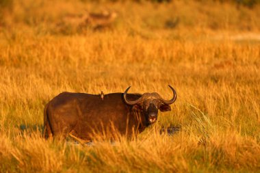 Bufalo gün batımı. Suda beyaz balıkçıl balığıyla birlikte. Afrika 'dan komik bir görüntü. Akbalıkçıl, Bubulcus Ibis, doğal ortamında, mavi gökyüzüyle güneşli bir gün. Kazinga Kanalı, vahşi doğa.