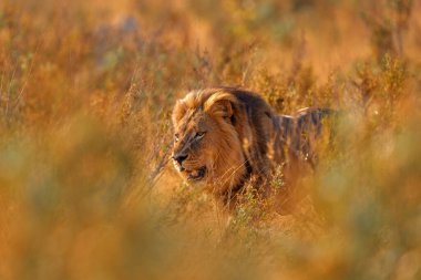 Botswana, Okavango deltasındaki altın çimenli aslan. Afrika 'da Safari. Afrika aslanı savanada, çok güzel bir akşam ışığı var. Doğadan vahşi yaşam sahnesi. Afrika 'da Hayvan. 