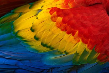 Kolombiya doğası. Bir çift kırmızı papağan, Ara macao, palmiye izninde oturan iki kuş, Kolombiya. Tropikal ormandan vahşi yaşam aşk sahnesi. Yaşam alanındaki iki güzel papağan dalında.