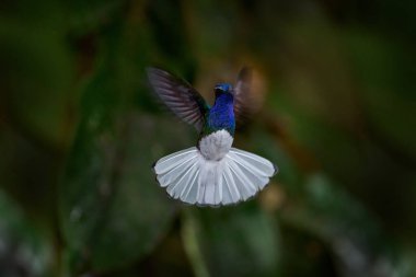 Tropic nature. Flying blue and white hummingbird White-necked Jacobin from Costa Rica, clear green background. Dark junge forest witn white blue bird, flight. clipart