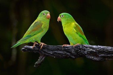 Orange chinned parakeet, Brotogeris jugularis, green parrots, sitting on the branch, Costa Rica. Nature wildlife in Central Amerca. Bird in the habitat.
