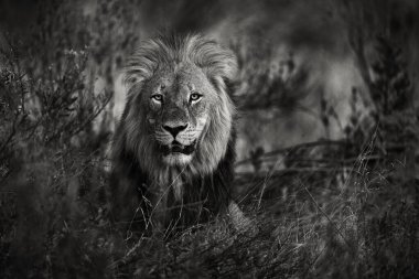 Aslan, siyah beyaz fotoğraf. Kasımda Botswana 'da, Okavango deltasında yatan yaşlı yele aslanı. Büyük kedinin detaylı portresi..