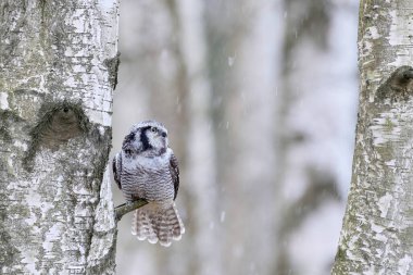 Doğadaki Şahin Baykuş doğal yaşam alanı, beyaz huş ağacı, soğuk kış boyunca, Norveç. Doğadan vahşi yaşam sahnesi. Kuzey Avrupa 'nın doğası. Şahin baykuşlu karlı kış sahnesi, tarla ağacı. 