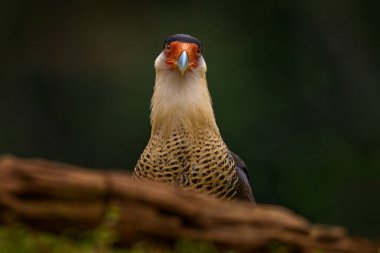 Caracara, dar ormanda oturuyor, Corcovado NP, Kosta Rika. Güney Caracara planküsü, sabah vakti. Yırtıcı kuşun portresi. Doğadan vahşi yaşam sahnesi, Orta Amerika. Deniz plajı.