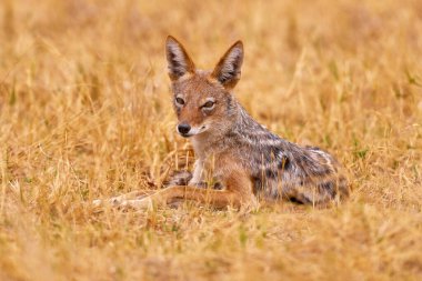 Çakal doğada yaşıyor. Vahşi yaşam Afrika 'sı. Okavango vahşi hayatı. Kenar çizgili çakal, Canis adustus, Afrika 'ya özgü, altın otlar içinde. Islak mevsim. Safari, Okavango deltası, Botswana. 