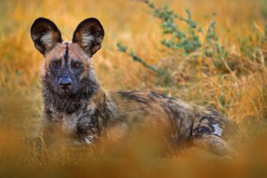 Afrika yaban köpeği, Lycaon pictus, detaylı portre açık ağızlık, Mana havuzları, Zimbabwe, Afrika. Büyük kulaklı tehlikeli benekli hayvan. Afrika safarisinde boyalı köpek avlamak. Doğadan vahşi yaşam sahnesi.