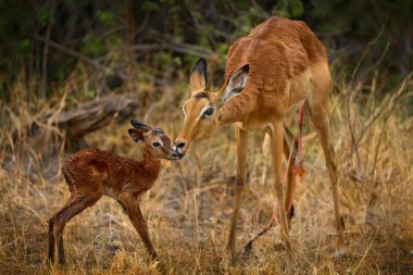 İmpala antilobu doğada yeni doğmuş. Afrika 'da Botswana' da Khwai Nehri 'nde annesiyle birlikte yavru bir antilop. Vahşi yaşam doğası. Memeli davranışı.