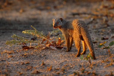 Gruplu firavun faresi, Mungos mungo, Sahel 'den Güney Afrika' ya memeli. Botswana, Afrika 'daki Khwai Nehri' nden vahşi bir hayvan olan firavunfaresi ile akşam güneşi.. 