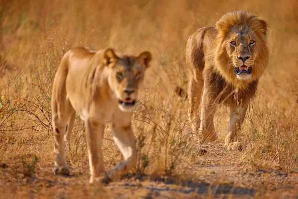 Aslan çifti, erkek ve dişi, Okavango deltasındaki altın çimlerde, Botswana. Afrika 'da Safari. Afrika aslanı savanada, çok güzel bir akşam ışığı var. Doğadan vahşi yaşam sahnesi. Afrika 'da Hayvan. 
