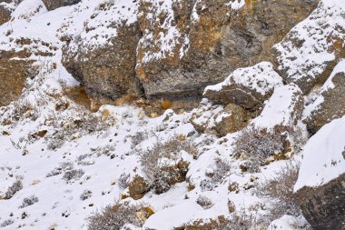 Doğa habitatındaki vahşi pumayı bul. Doğadaki dağ aslanı kış dağ kaya habitatı, Torres del Paine NP, Şili. Güney Amerika, Patagonya 'da vahşi yaşam. Karda Puma, soğuk kış