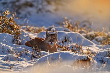 Patagonya doğası. Puma, karlı kış ortamı, Torres del Paine, Şili. Vahşi büyük kedi Cougar, Puma concolor, kar gün batımı ışığı ve tehlikeli hayvan. Vahşi yaşam doğası. 