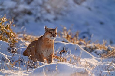 Patagonya doğası. Puma, karlı kış ortamı, Torres del Paine, Şili. Vahşi büyük kedi Cougar, Puma concolor, kar gün batımı ışığı ve tehlikeli hayvan. Vahşi yaşam doğası. 