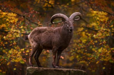 Doğu Kafkas Tur, Capra silindirik korni, turuncu sarı sonbahar ormanında yakın plan detaylı portre. Daghestani tur dağ keçisi doğal yaşam alanında, Rusya dağı..