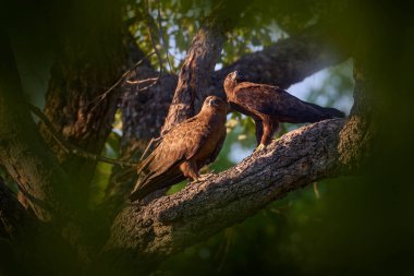 Kartal çifti. Kuş Wahlberg 'in kartalı Hieraaetus wahlbergi' yi bul. Doğanın kahverengi ve siyah yırtıcı kuşu. Güney Afrika, Kruger NP dalında oturuyor. Doğadan vahşi yaşam sahnesi.
