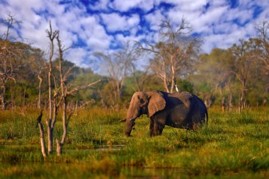 Botswana vahşi yaşamı, Afrika. Mavi gökyüzündeki fil, Khwai nehri, Botswana. Yeşil çimlerdeki memeliler, orman bitkileri. Fil gözcüsü doğada yürür.. 