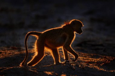Günbatımı, Afrika turuncu arka ışık. Chacma babunu, Papio ursinus, Moremi, Okavango deltası, Botswana maymunu. Yeşil sebzelerle meyveleri besleyen maymun. Afrika 'da vahşi yaşam. Vahşi memeli doğası..