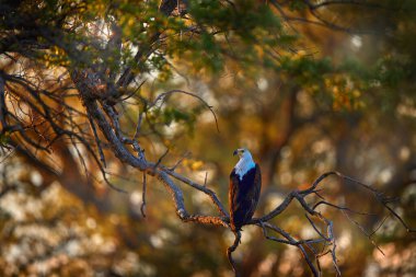 Africa evening forest, African Fish-eagle, Haliaeetus vocifer, brown bird with white head. Eagle sitting on the top of the tree, blue sky. Wildlife scene from African nature, Okavango delta, Botswana, clipart