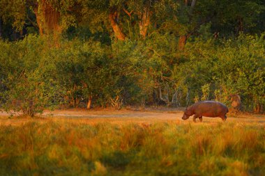 Uganda 'daki Kraliçe Elizabeth NP' nin çayırındaki su aygırı. Habitatta büyük bir hayvan, arkasında dağlar ve gökyüzü bulutları var. Afrika 'da akşam batımı. Suaygırı sudan çıkmış, Afrika alacakaranlığı.