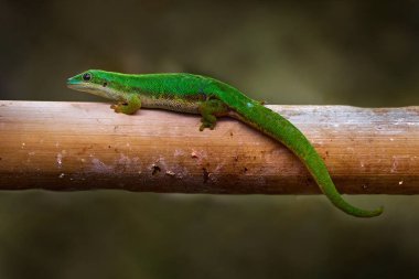 Ada günü kertenkelesi, Phelsuma nigristriata, Mayotte Adası 'na endemik kertenkele, Komoros, Hint Okyanusu. Doğa habitatında yeşil kertenkele. Orman kolu, Komoros, doğa....