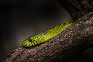Batı Afrika Yeşil Mamba 'sı, Dendroaspis viridis' i, zehirli yılanın yakın plan portresi doğal orman habitatında, Senegal Afrika 'da. Ağaçta yeşil zehirli mamba, doğa habitatı..