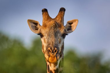 Zürafa bush orman, akşam ışığı, günbatımı. Mavi gökyüzü, Botswana, Afrika akşam ile pastoral zürafa siluet. Yaban hayatı sahne doğadan.