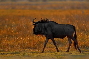 Mavi antilop, Connochaetes taurinus, çayırda, doğal ortamdaki büyük hayvan, Botswana, Afrika. Gnu, gün batımından önce Savannah 'da akşam ışığı. Ağaçlar arasındaki ışık..