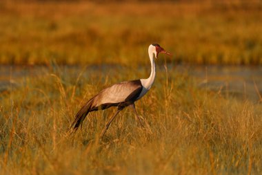 Crane Sunrise, Okavango deltası. Wattled Crane, Grus carunculata, kızıl saçlı, Okavango delta, Moremi, Botswana 'dan vahşi yaşam. Doğadaki büyük kuş..