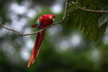 Kırmızı papağan, uçan kuş. Scarlet Macaw, Ara macao, tropikal ormanda, Brezilya 'da, tropikal doğadan vahşi yaşam sahnesi. Koyu arkaplan ile uçan kırmızı kuş.