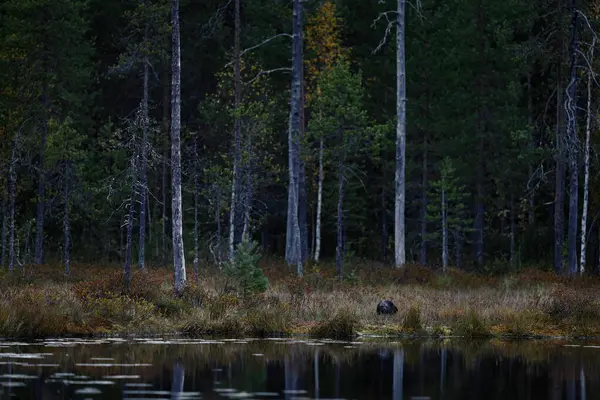 Wolverine 'li Tayga ormanı. Finlandiya vahşi yaşamı. Wolverine, Güz Ormanı Göl Habitatı 'nda. Sonbaharda altın çimenlerde koşan bir hayvan. Finlandiya, Taiga 'da Wolverine davranışları. Doğadan vahşi yaşam sahnesi.