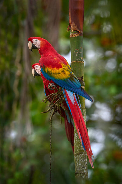 Пара больших Алых Макао, Ара Макао, две птицы, сидящие на пальмовом листке, Колумбия. Любовная сцена дикой природы из тропического леса. Два прекрасных попугая на ветке дерева в среде обитания. Природа Колумбия. 