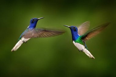 Kosta Rika 'da tropik vahşi yaşam. Beyaz boyunlu sinekkuşu Jacobin, Florisuga mellivora, arka planda yeşil ormanla birlikte güzel kırmızı çiçek sarmalının yanında uçuyor. Mavi başlı beyaz yeşil kuş.