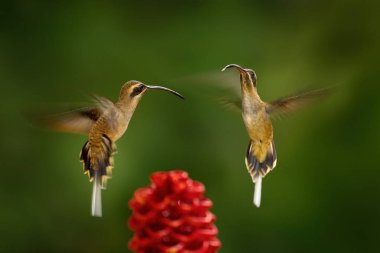 Uzun gagalı keşiş, Phaethornis longirostris, kırmızı çiçekli orman habitatındaki kuş. Zingiber Spectabile, gerçek kızıl çiçek. Sinekkuşları kırmızı tropik çiçeklerin etrafında uçuyor, doğa. 