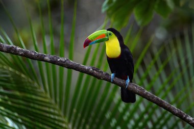 Meksika yaban hayatı, Tucan ağaç dalında. Yılan gagalı Toucan, Ramphastos sülfuratus, büyük gagalı kuş, doğa ormanının dalında oturuyor, yeşil bitki örtüsü, Meksika. 