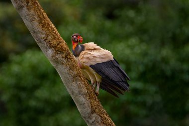 Kuş tüyü tozu salla. Kral akbaba, Sarcoramphus baba, Kolombiya 'dan büyük kuş. Tropikal doğadan vahşi yaşam sahnesi. Kırmızı ve turuncu başlı Akbaba.