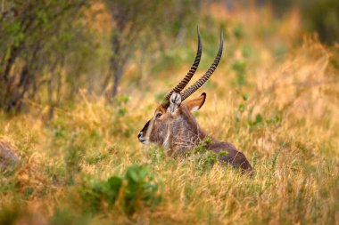 Waterbuck, Kobus ellipsiprymnus, Sahra altı Afrika 'da büyük bir antilop. Antiloplarla Afrika 'da gün batımı. Doğada güzel bir Afrika hayvanı, Okavango, Botswana. Doğadan gelen vahşi yaşam.