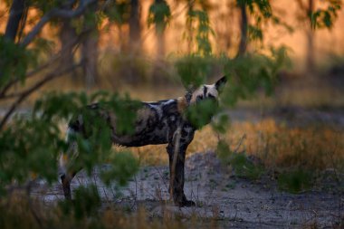 Afrika yaban köpeği, Lycaon pictus, detaylı portre açık ağızlık, Mana havuzları, Zimbabwe, Afrika. Büyük kulaklı tehlikeli benekli hayvan. Afrika safarisinde boyalı köpek avlamak. Doğadan vahşi yaşam sahnesi.